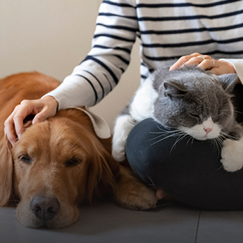 In-Home  Pet <br>Sitting