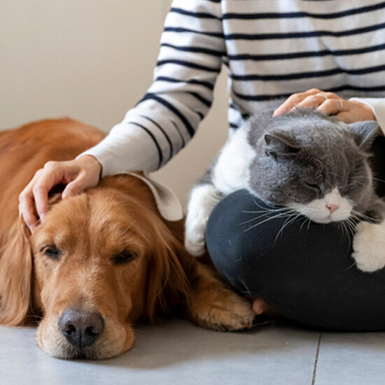 pet sitting service
